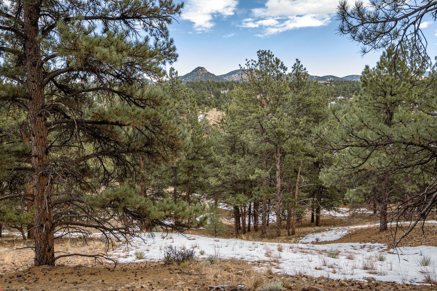 Snow-dusted mountain landscape with tall pine trees and rocky terrain in the background.