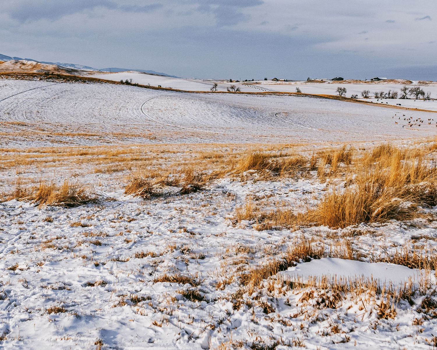 Snow-covered prairie landscape with golden grass patches and mountain backdrop.
