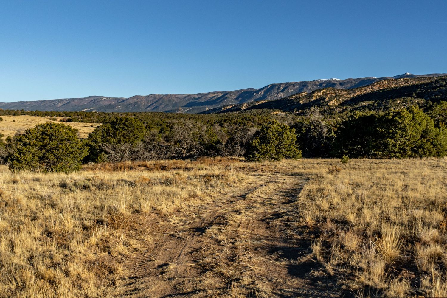 Winding dirt trail through golden grassland with mountains and forest in the distance.