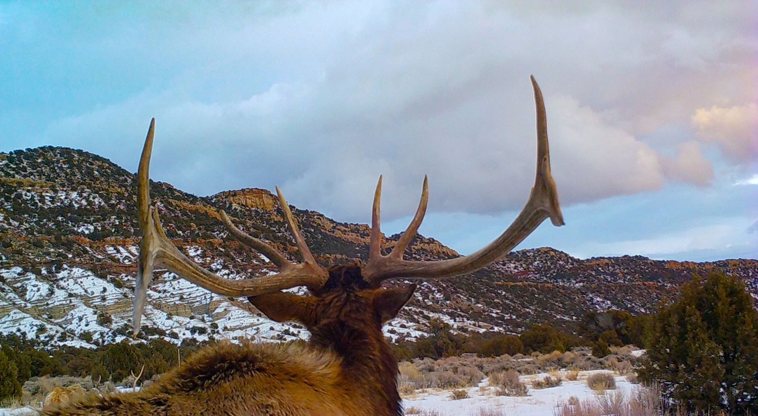 Large bull elk with massive antlers stands in snowy mountain landscape under dramatic cloudy sky.