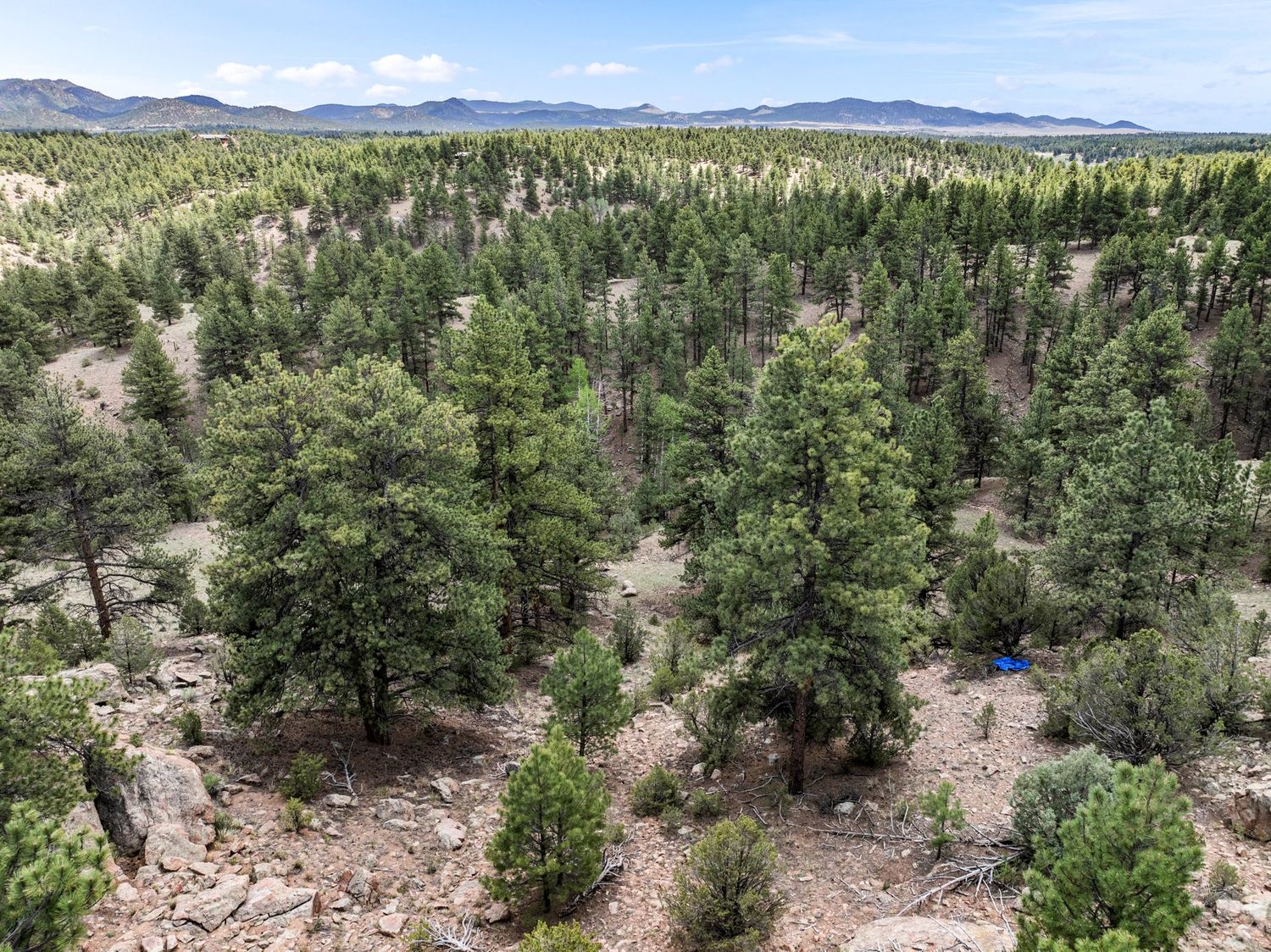 Aerial view of dense pine forest with rocky terrain and mountain range backdrop under clear blue sky.