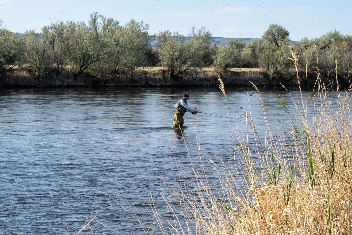 Fly fisherman wading in a calm river surrounded by lush green trees and shrubs on a sunny day.