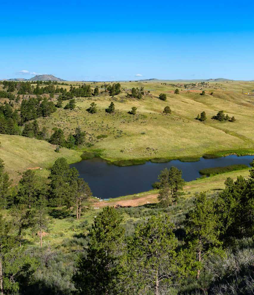 Serene pond nestled in rolling green hills with pine trees and a distant butte under a bright blue sky.