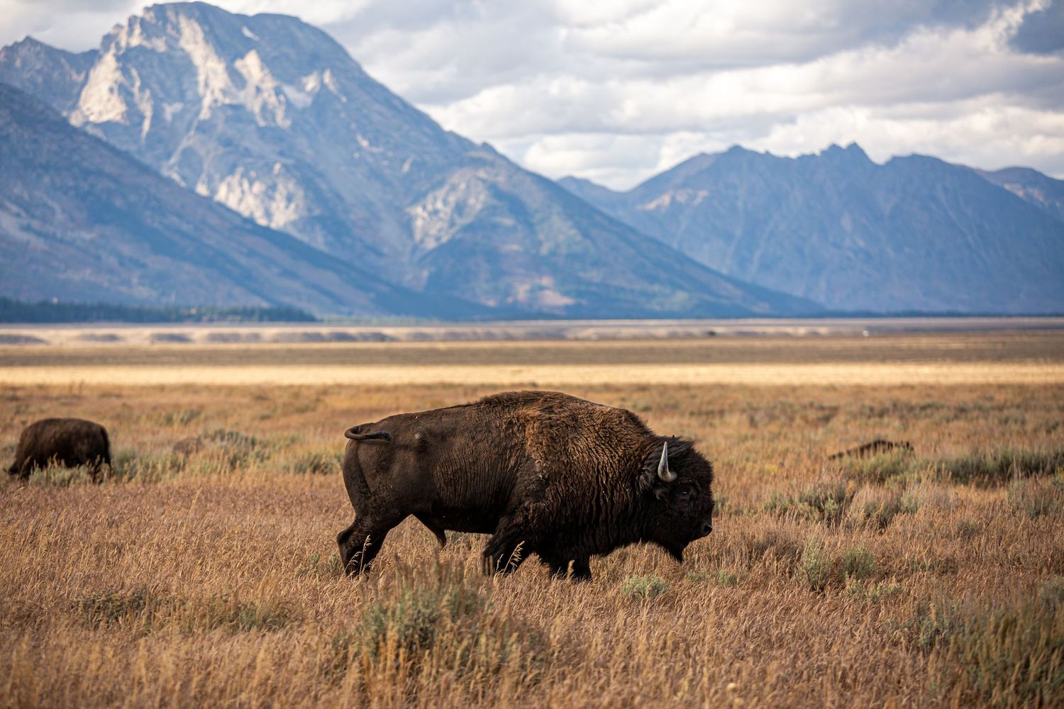 A herd of American bison grazes in the grasslands with majestic snow-capped mountains rising in the background.