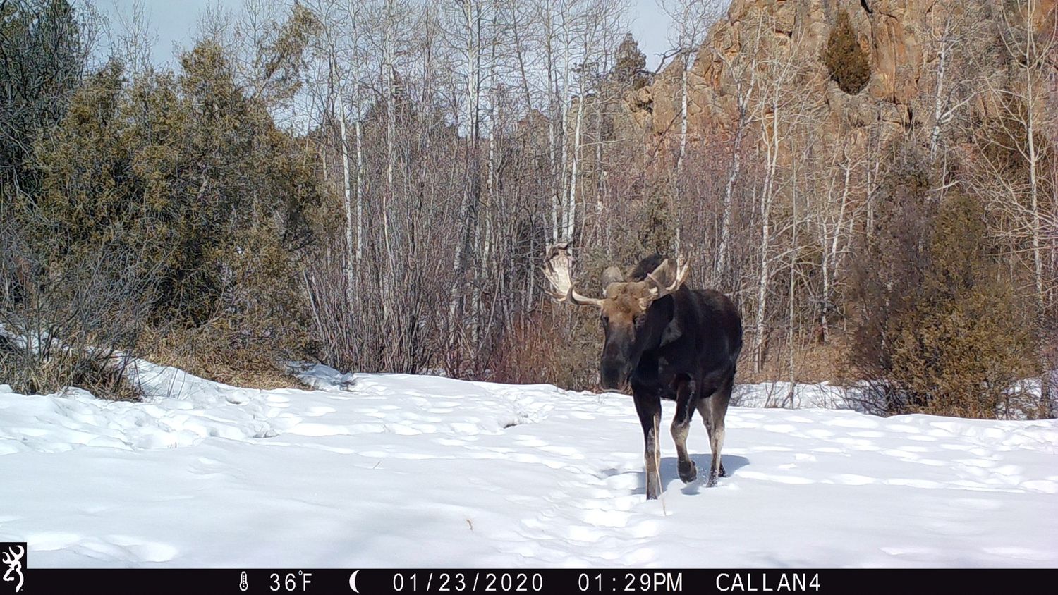 A bull moose stands in a snowy winter landscape with trees and rocky cliffs in the background.