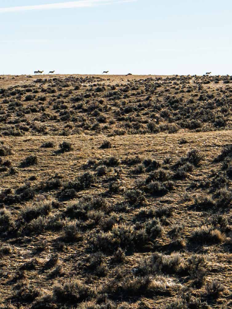 Arid sagebrush steppe landscape with scattered shrubs and distant silhouettes of deer on the horizon under a pale sky.