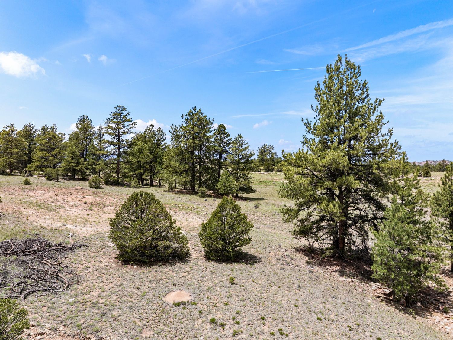 Open landscape with scattered pine and juniper trees under a clear blue sky in a rural setting.