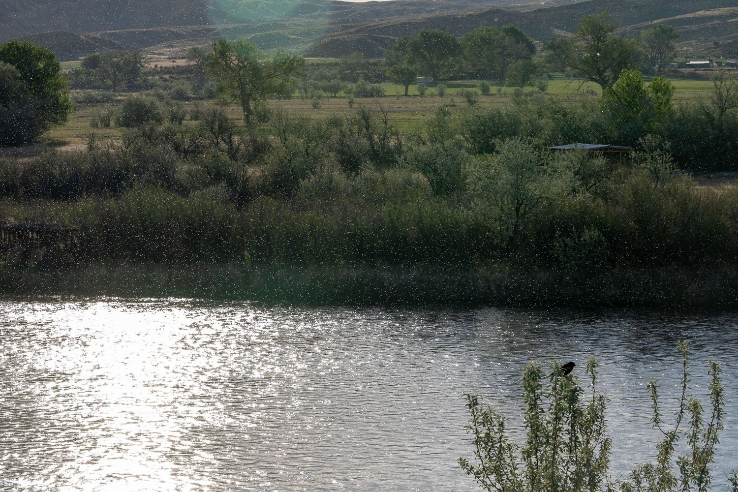 Tranquil river reflecting sunlight surrounded by lush green trees and shrubs with rolling hills in a rural landscape.
