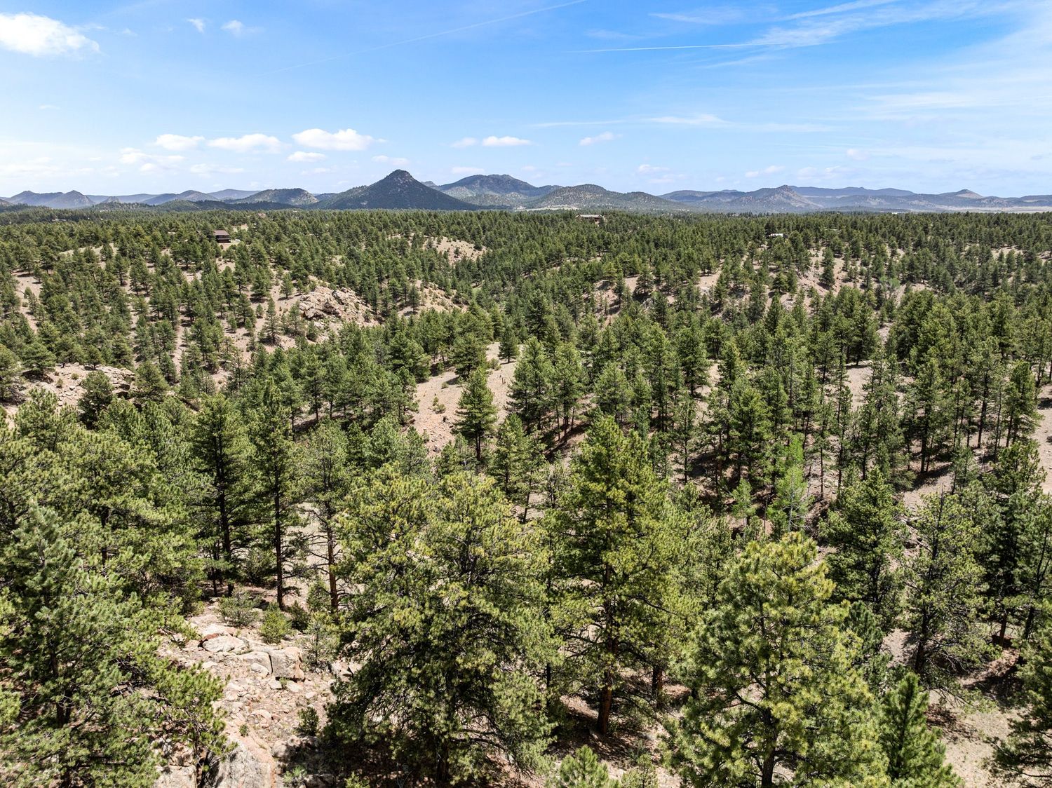 Aerial view of dense pine forest with mountain peaks visible under a bright blue sky.