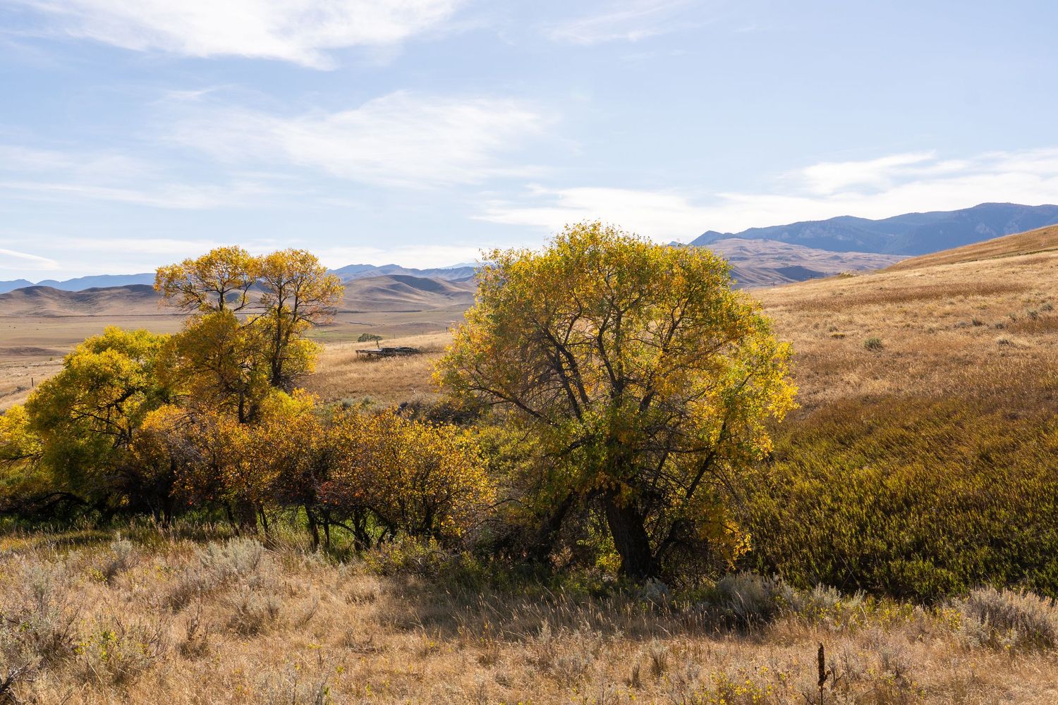 Autumn landscape with golden yellow trees and shrubs across rolling hills with mountains in the background under a partly cloudy sky.