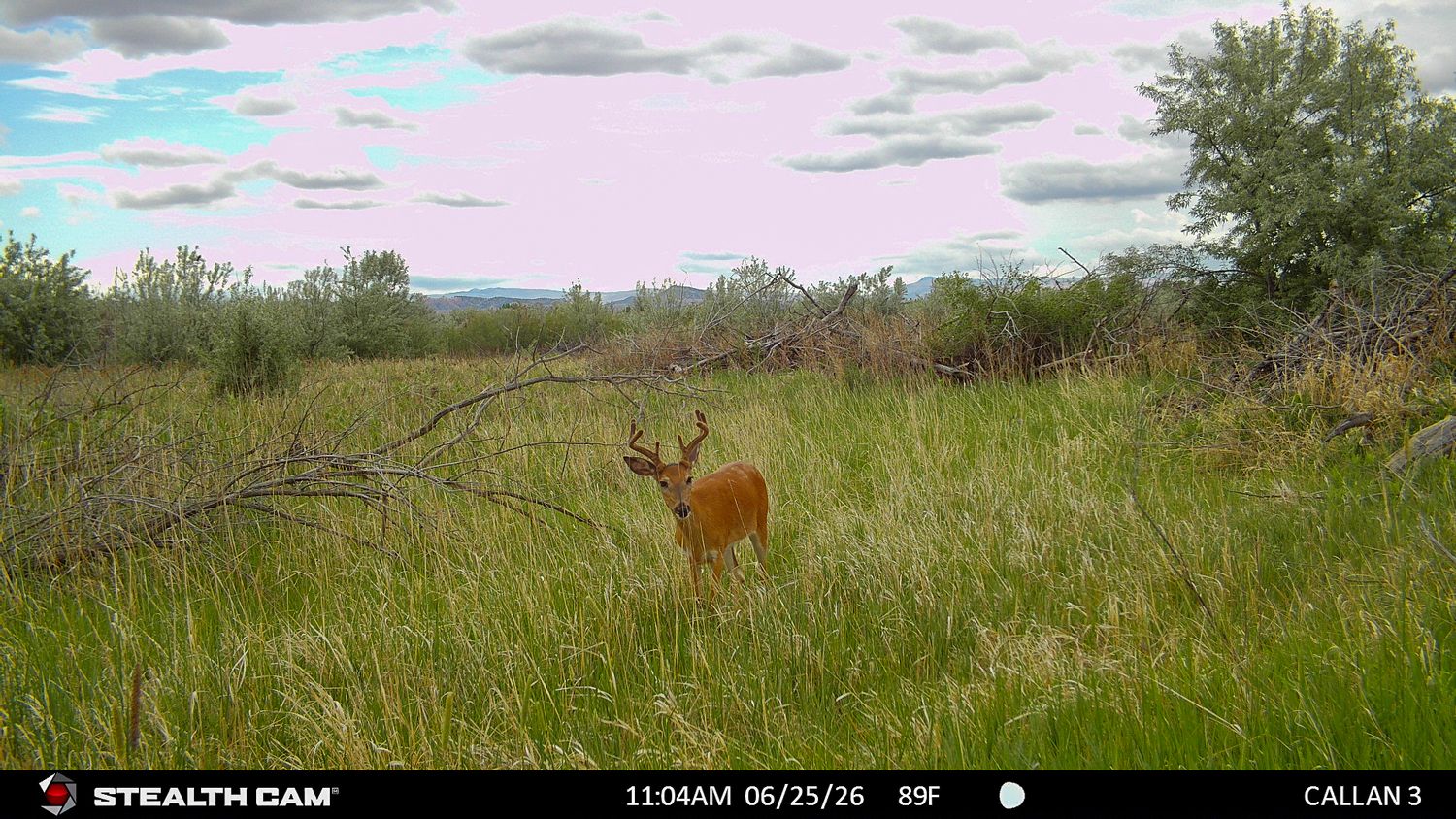 A white-tailed buck deer stands alert in tall green grass near shrubs, captured by a Stealth Cam trail camera on 06/25/26.