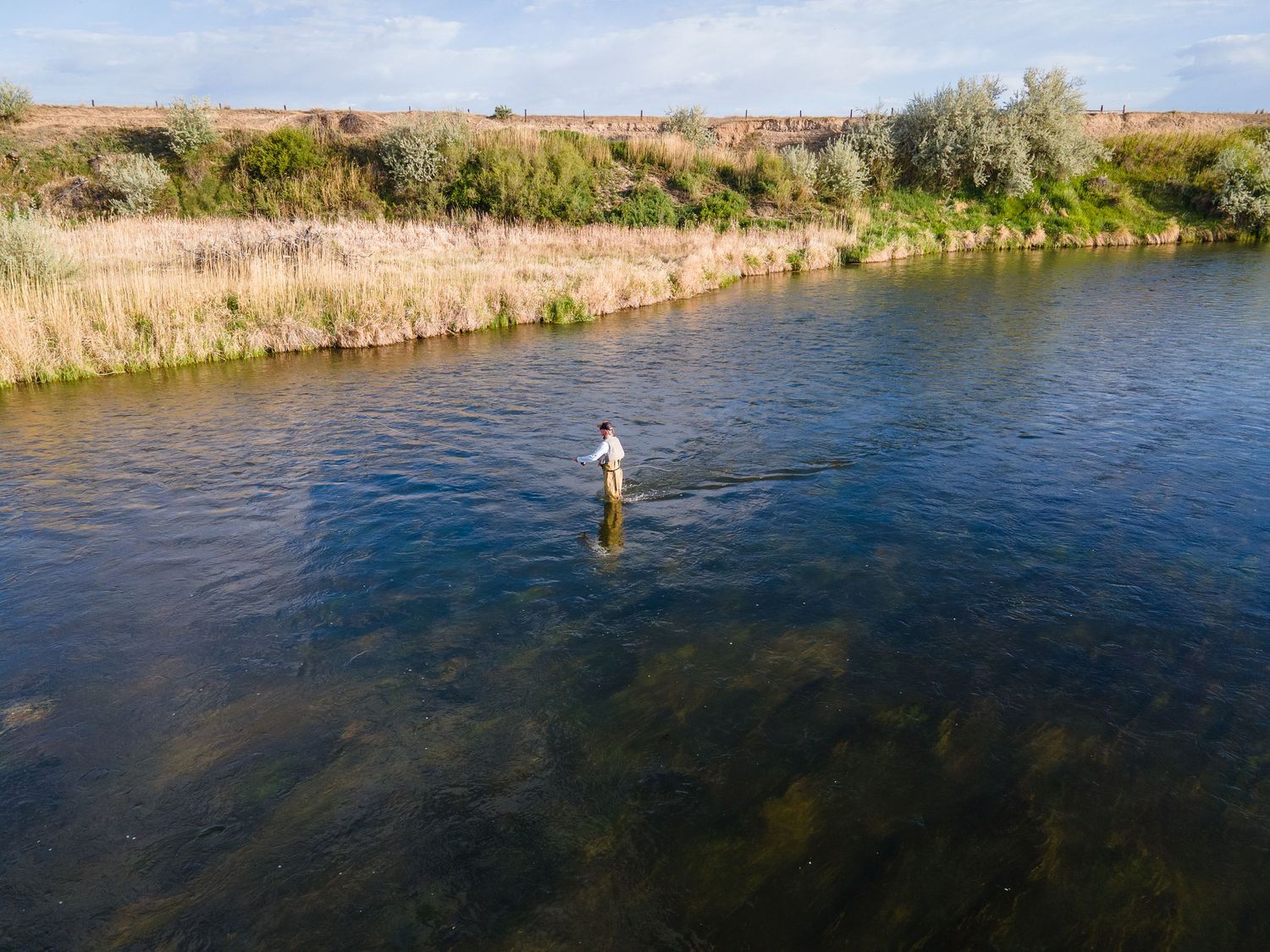 Fly fisherman wading in a clear shallow river surrounded by reeds and natural vegetation on a sunny day.