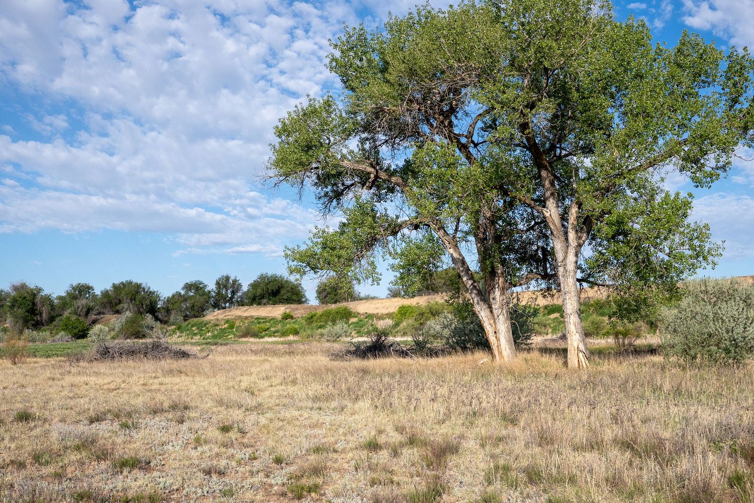 A large cottonwood tree stands in a dry grassland meadow under a partly cloudy blue sky in a rural landscape.