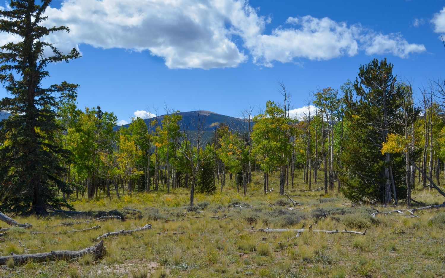Aspen trees with yellow fall foliage in a mountain meadow under blue skies in Colorado.