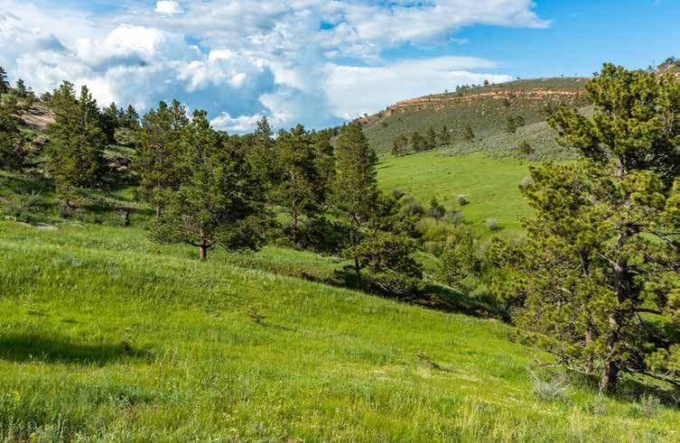 Rolling green hills dotted with pine trees stretch toward a rocky hilltop under dramatic clouds in a scenic landscape.