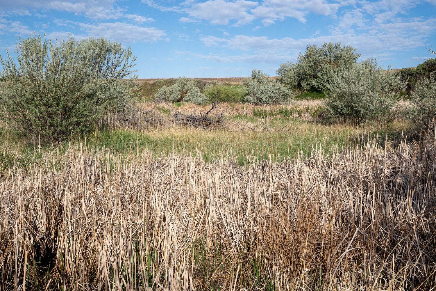 Dense dry grassland with shrubs under a blue sky in a wild prairie landscape.