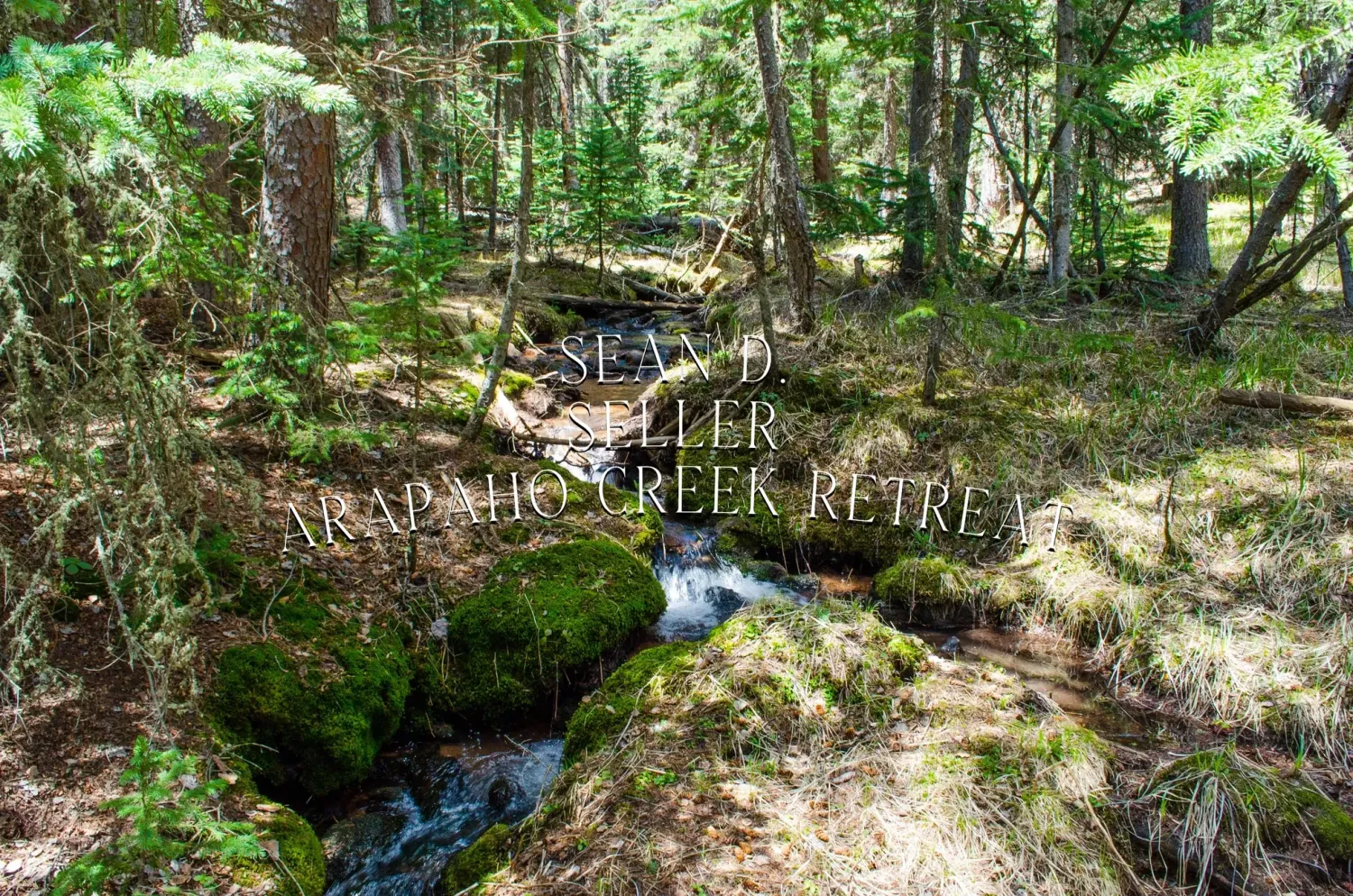 Scenic forest trail winding through lush green trees and moss-covered rocks in a peaceful woodland setting.