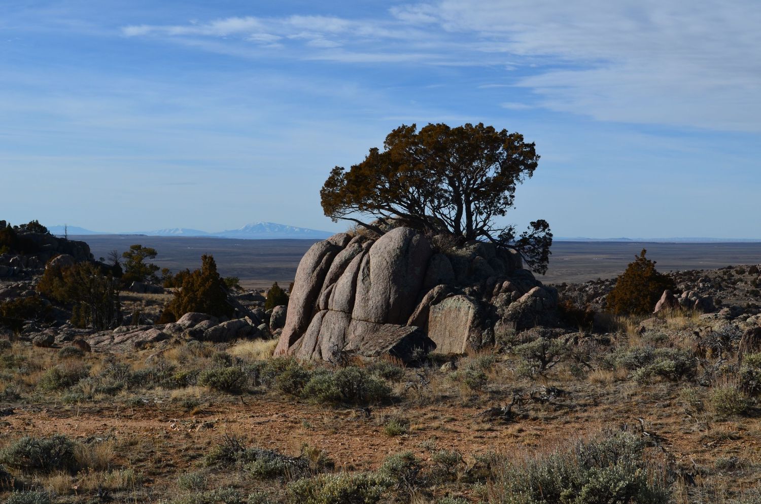 A lone juniper tree grows beside a granite boulder in an arid desert landscape under a blue sky.