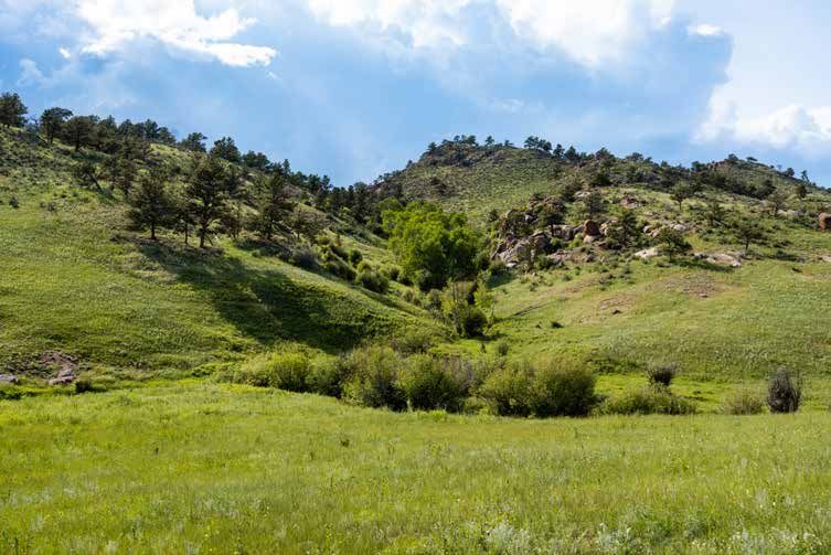 Lush green meadow with wildflowers sits below a rocky mountain slope covered in pine trees and shrubs on a cloudy day.
