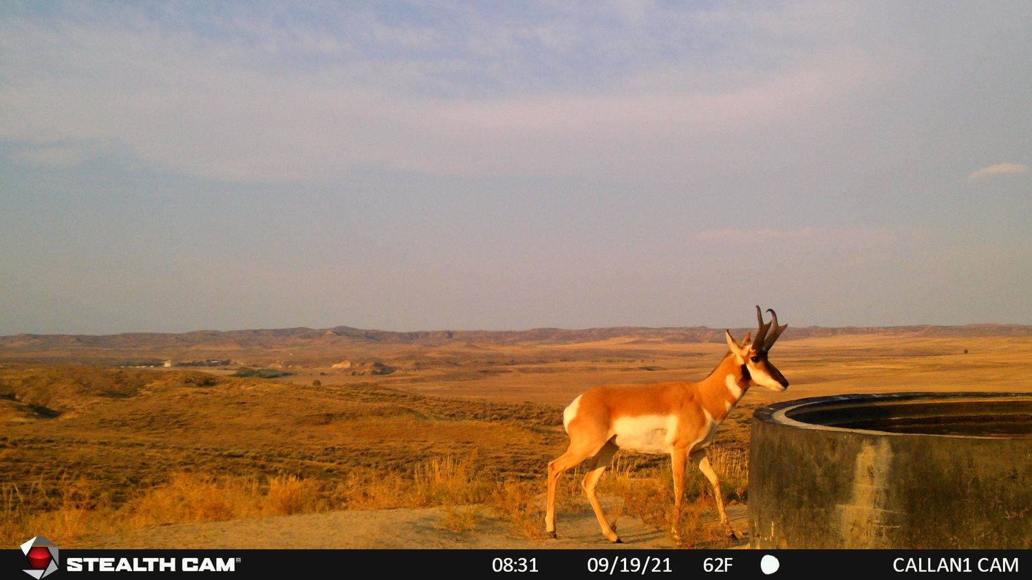 A pronghorn antelope stands near a water tank on a vast Wyoming prairie landscape.