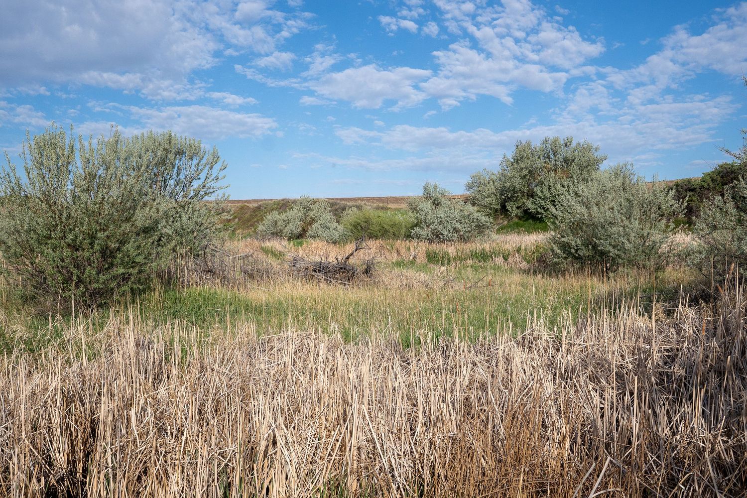 Dry grassland with shrubs and blue sky in a remote prairie landscape.