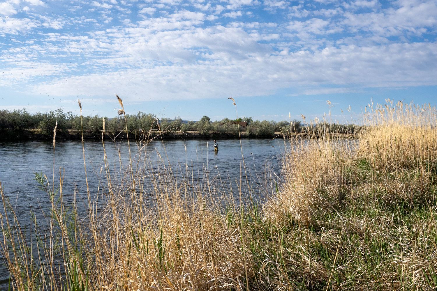 Serene wetland landscape with tall golden reeds along a calm river bank under a partly cloudy blue sky.