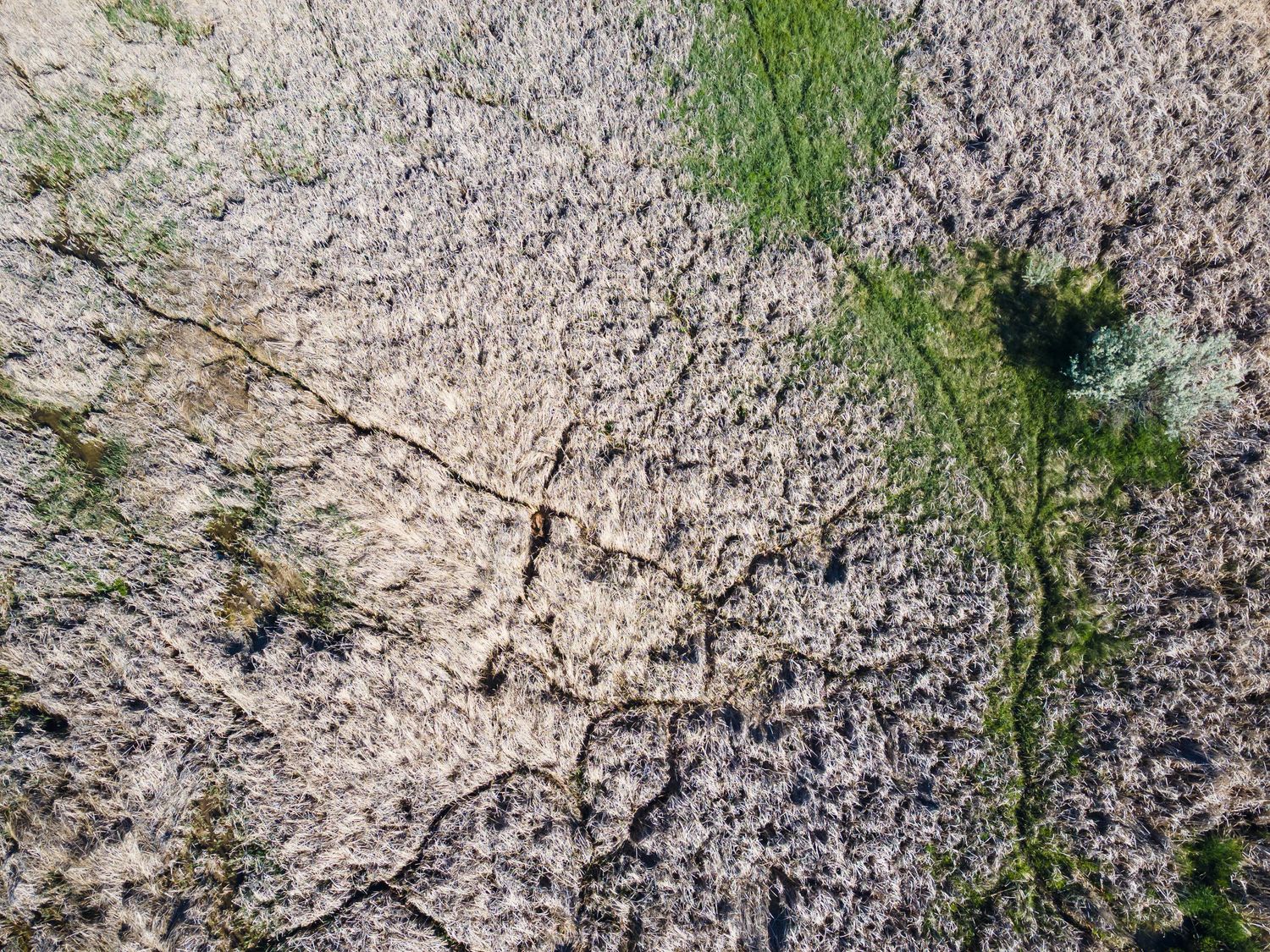 Aerial view of cracked dry earth with sparse green vegetation and tree shadows on barren ground.