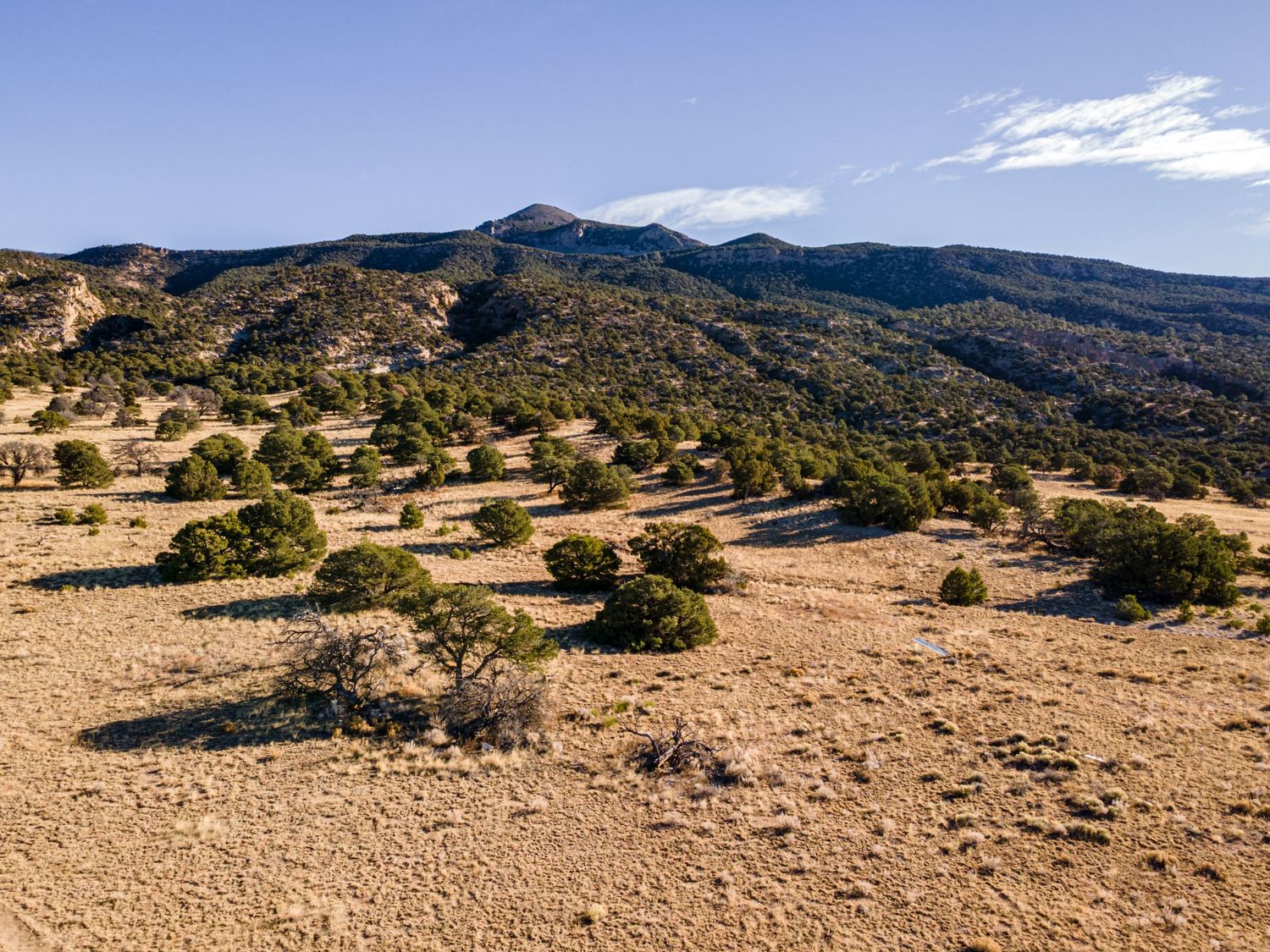 Aerial view of arid desert landscape with sparse juniper trees, scrubland, and mountain range under clear blue sky.