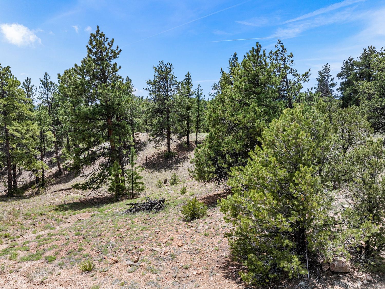 Scenic wooded hillside with tall pine trees and sparse undergrowth under a partly cloudy blue sky.