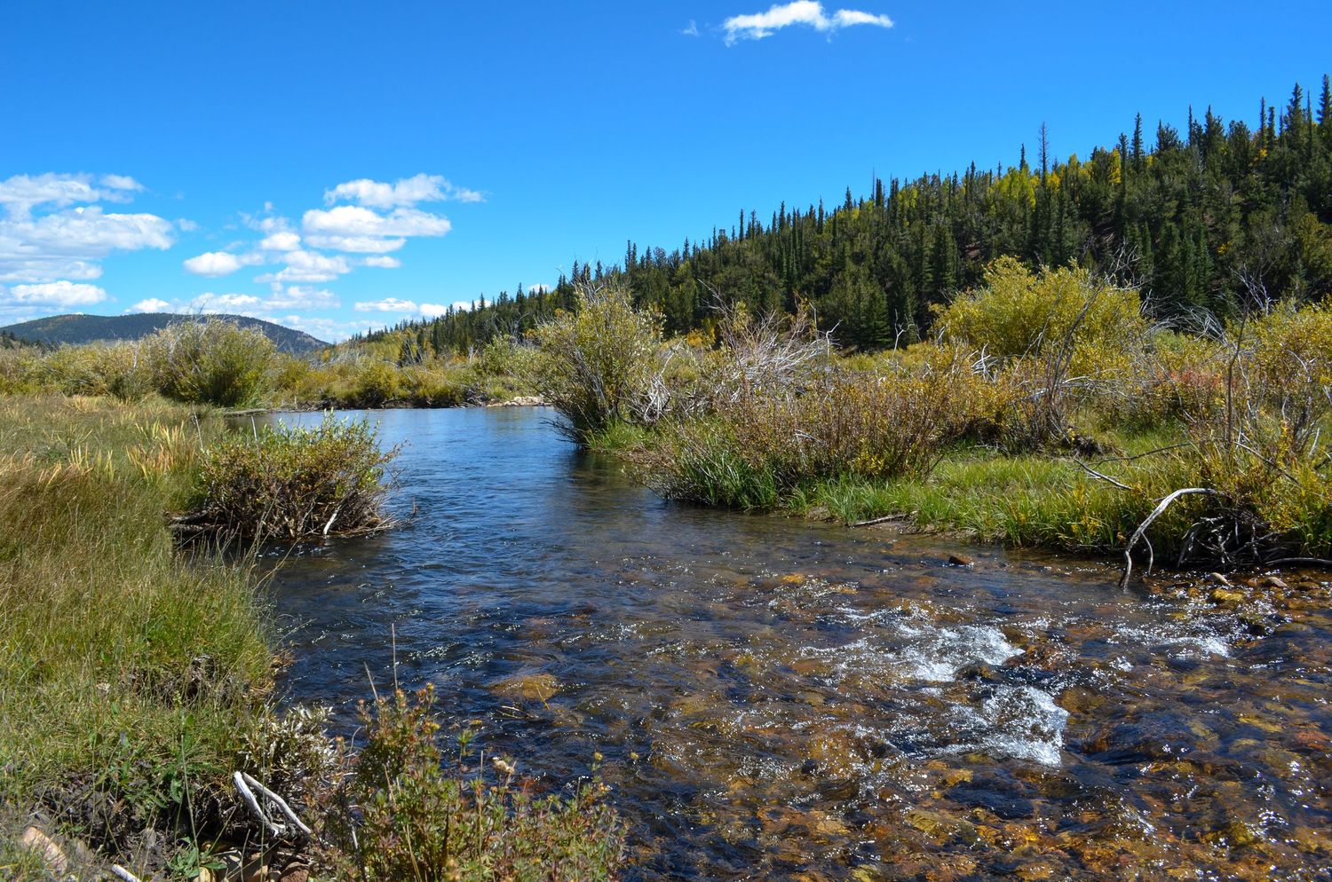 Clear shallow mountain stream flowing through a green valley with evergreen trees on a Colorado ranch.