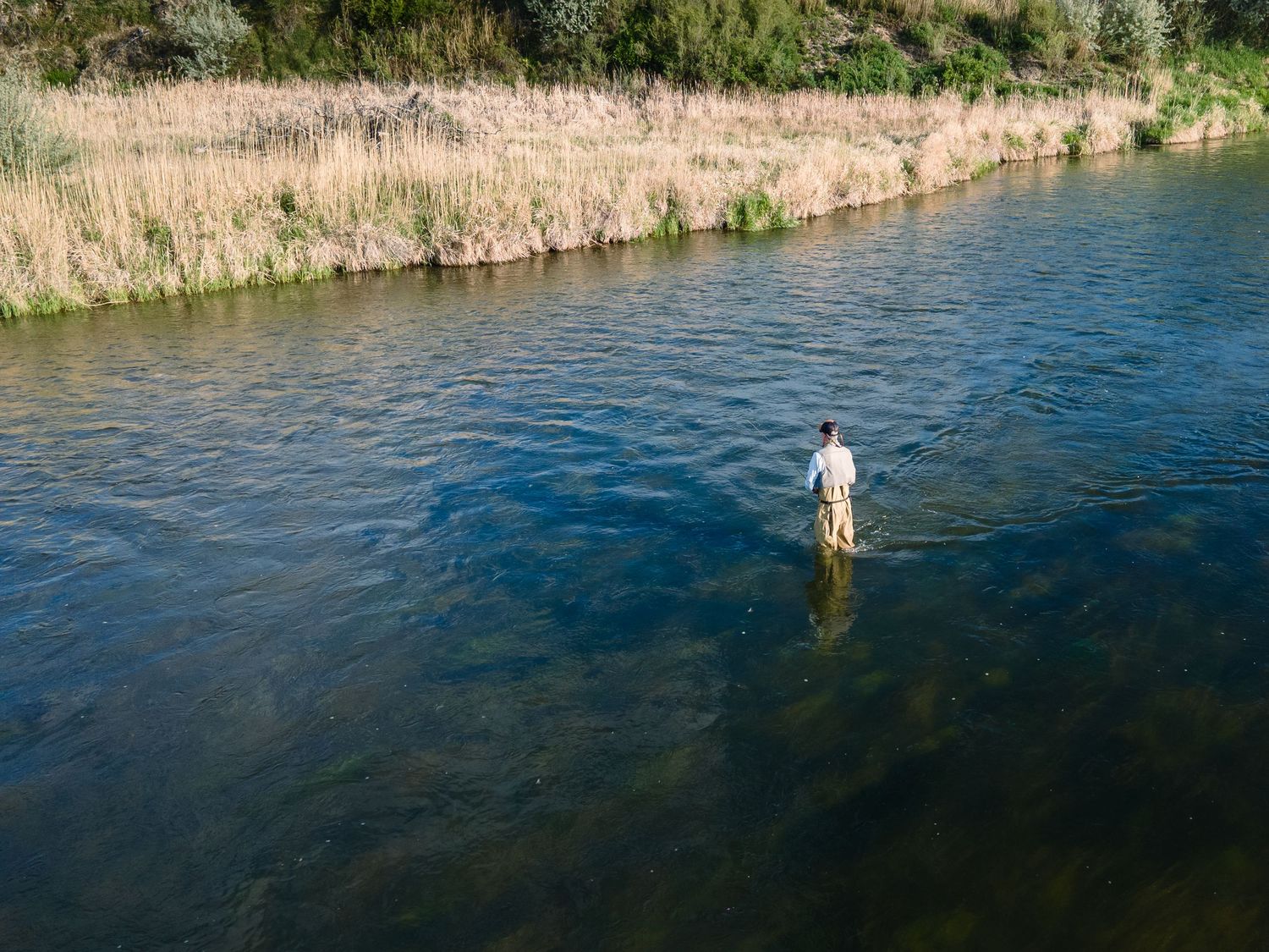 Person fly fishing while wading in a clear river surrounded by tall grass and reeds on a sunny day.