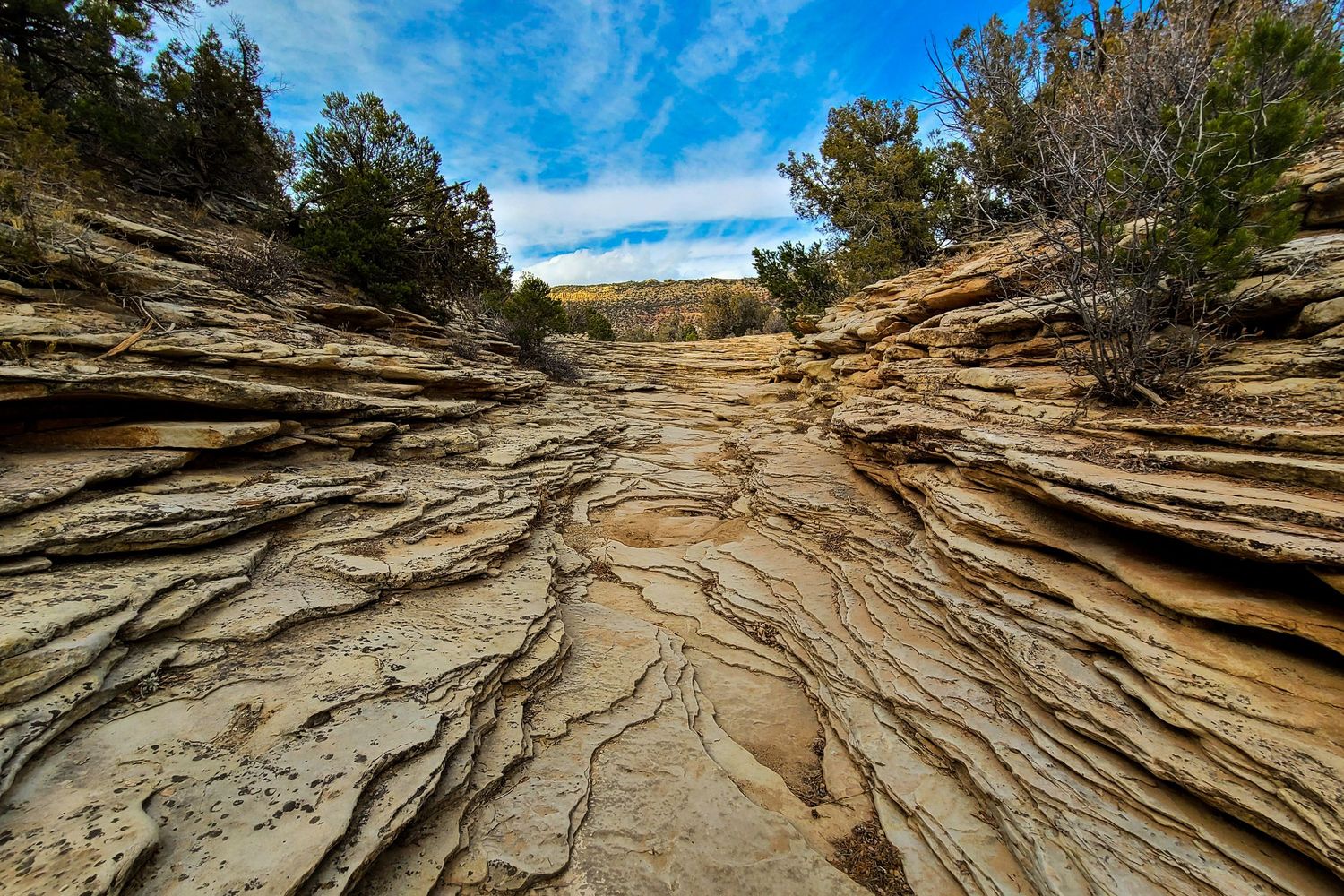 Layered sandstone rock formations with twisted erosion patterns lead to trees under a blue sky in a desert canyon.
