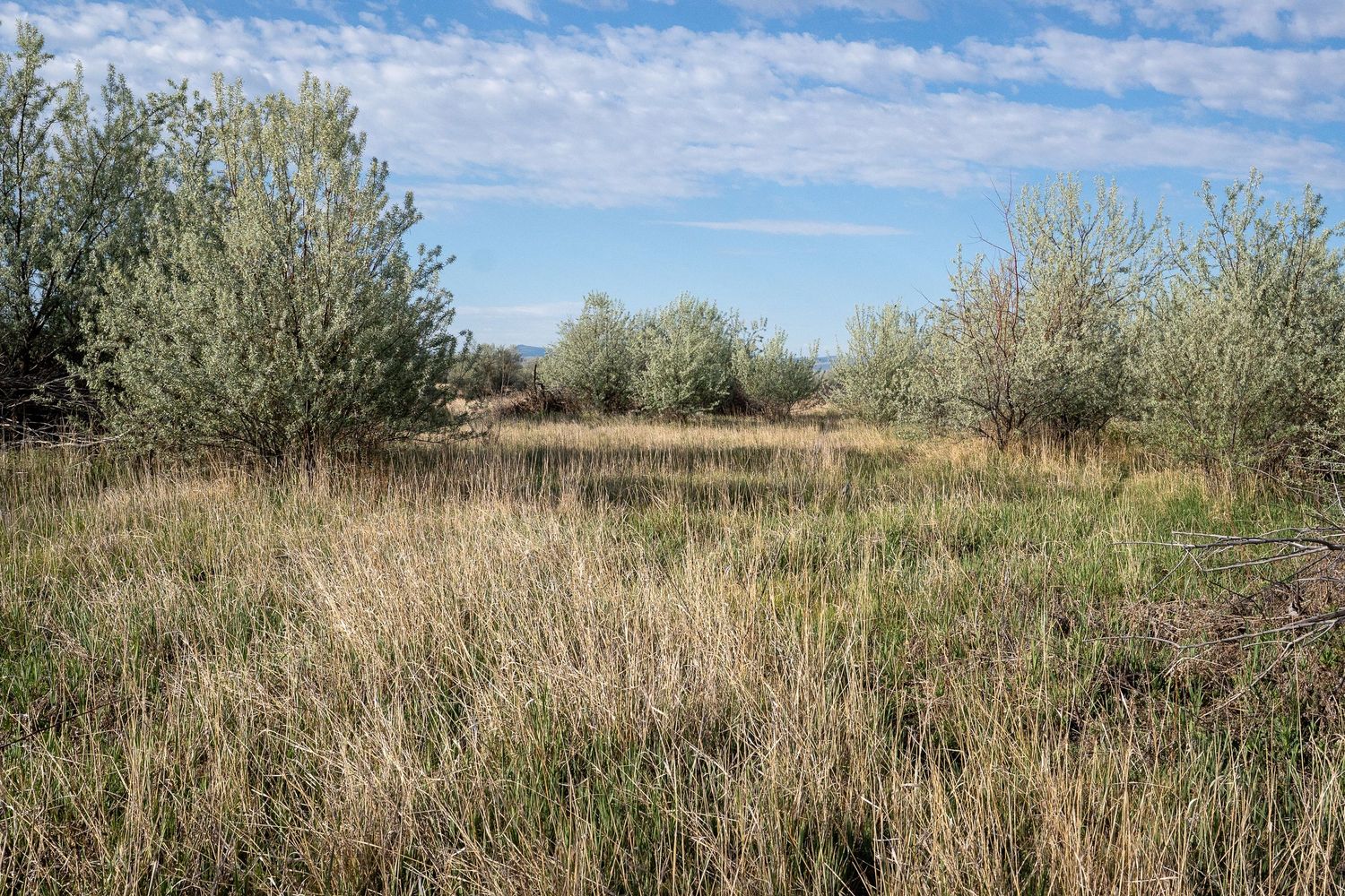 Dry grassland with scattered shrubs and trees under a partly cloudy blue sky in a rural natural landscape.