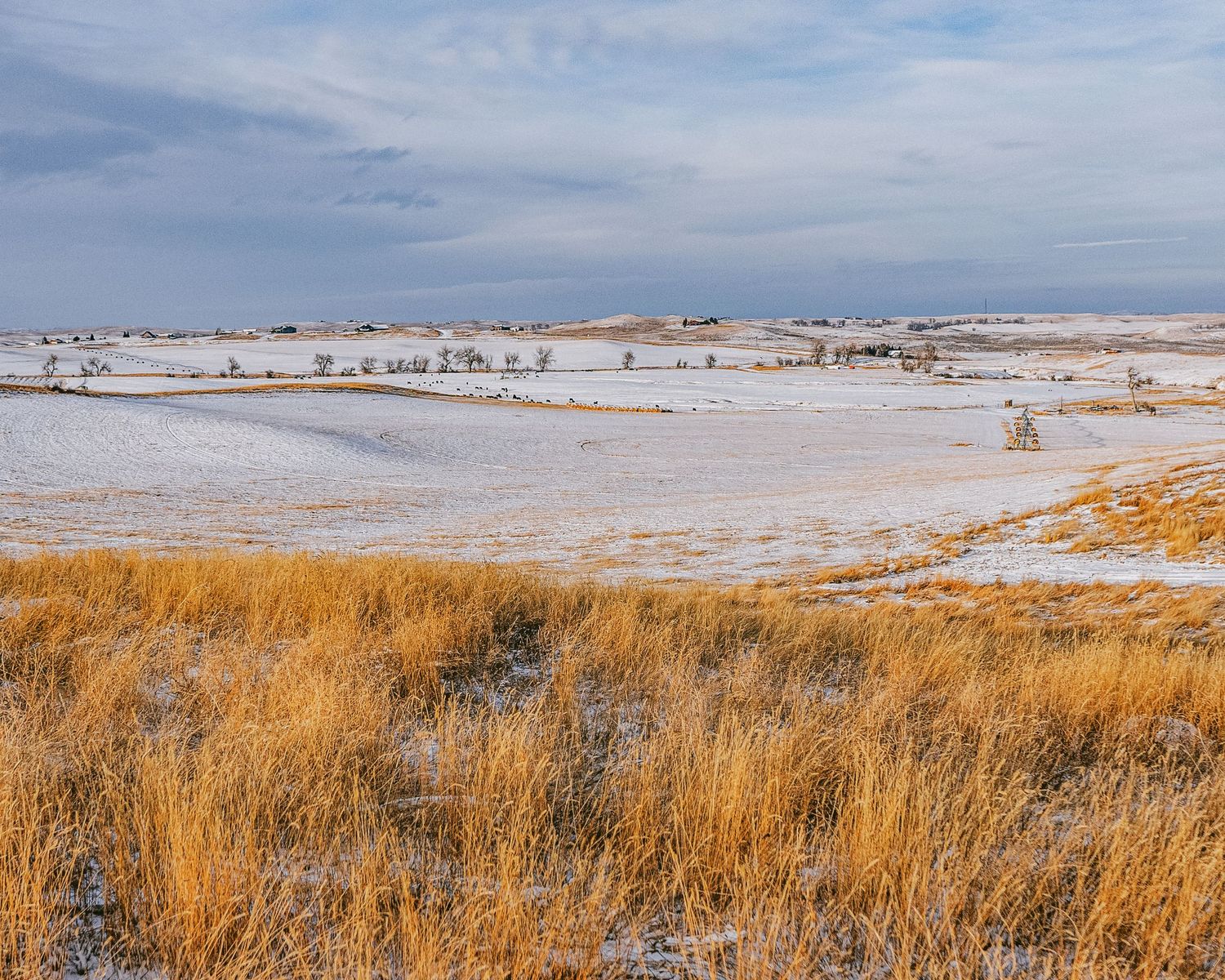 Snow-dusted prairie landscape with golden winter grass stretching to the horizon.