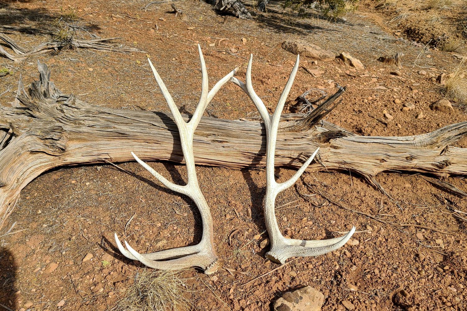 Shed elk antlers resting on red rocky desert ground beside weathered driftwood in an arid landscape.