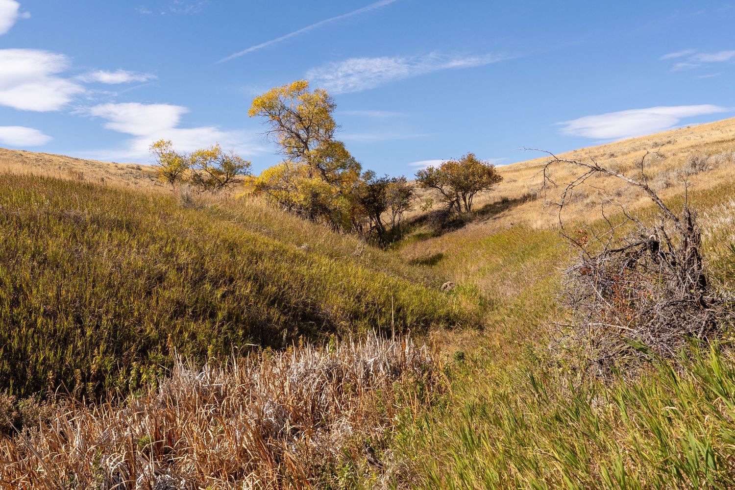 Rolling golden hills with lush green shrubs, sparse trees, and a bright blue sky with wispy clouds in a serene landscape.