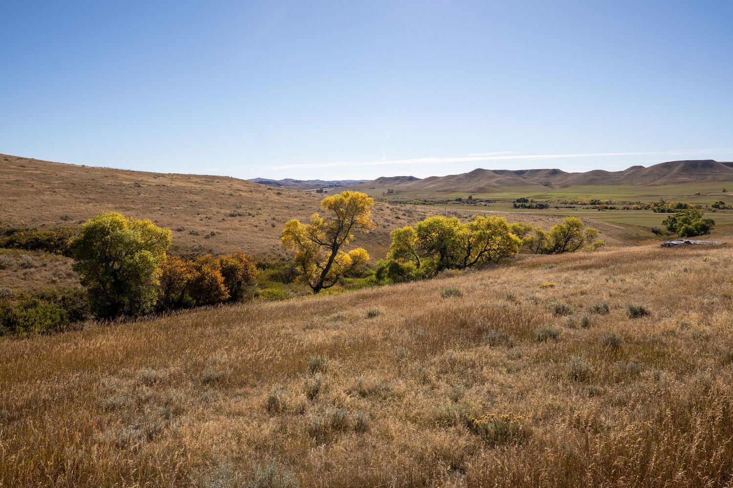 Golden grasslands stretch across rolling hills under a clear blue sky, with vibrant autumn trees dotting the serene prairie landscape.