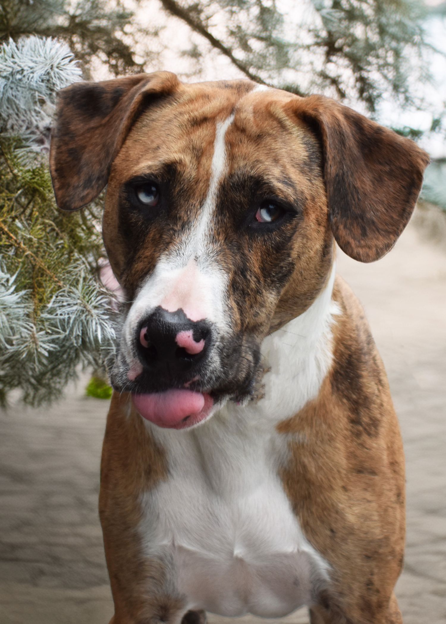 Close-up portraits of a brown and white dog showing different playful expressions.
