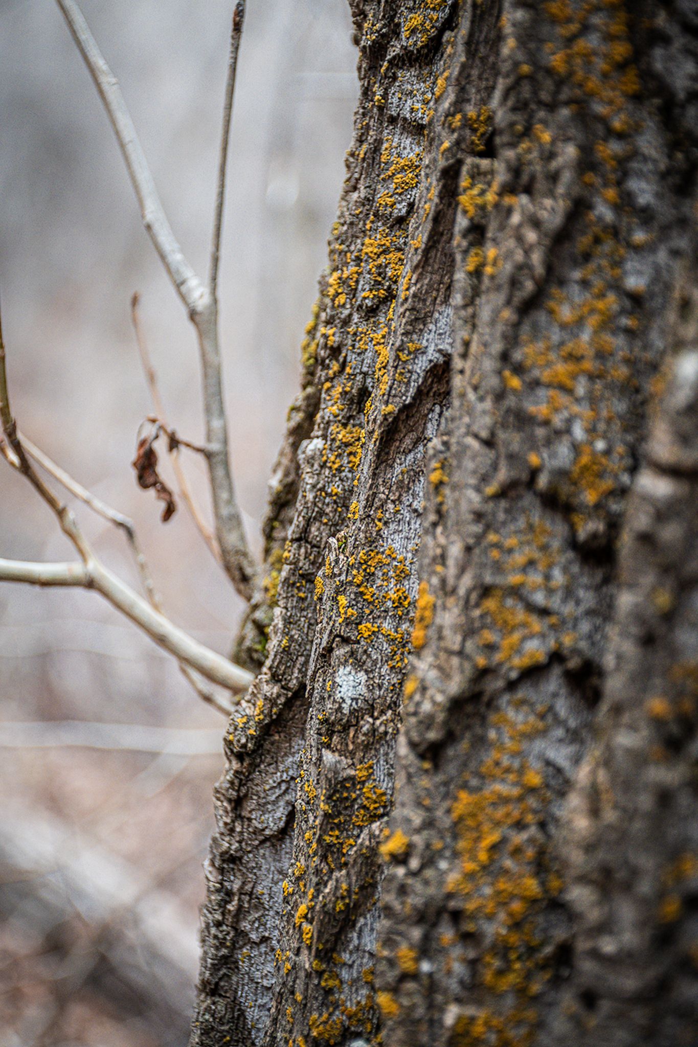 Close-up view of tree bark covered in yellow lichen and moss showing natural texture and patterns in nature.