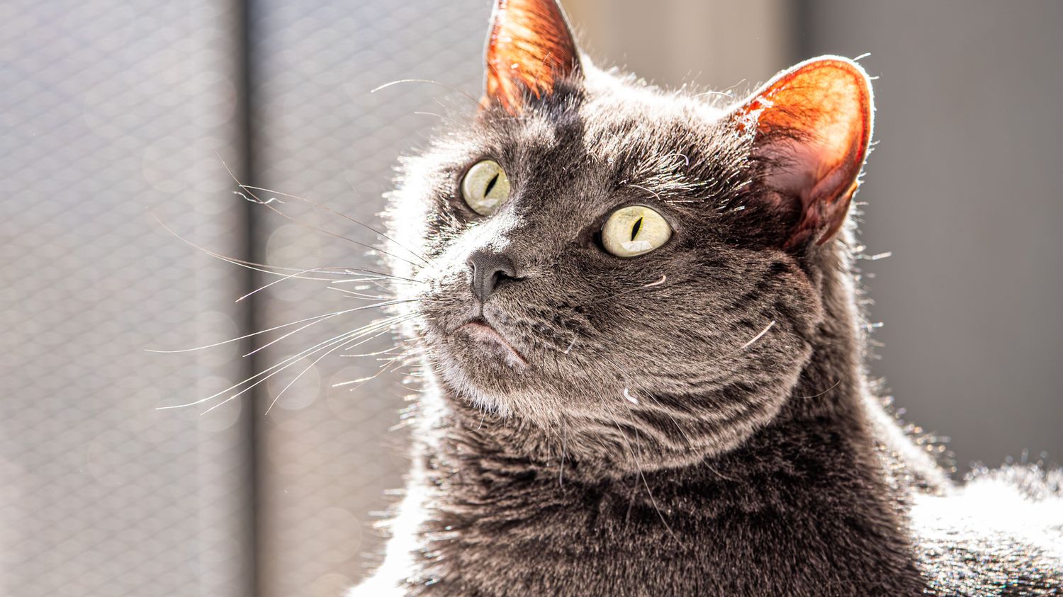 Close-up portrait of a grey cat with bright yellow eyes looking up.