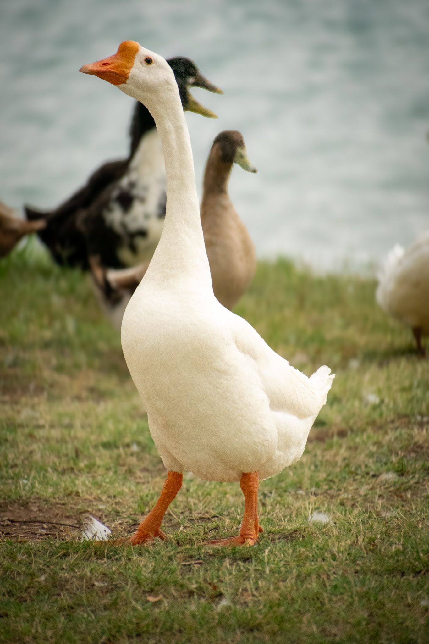 White duck with orange beak and feet walking on grass near water.
