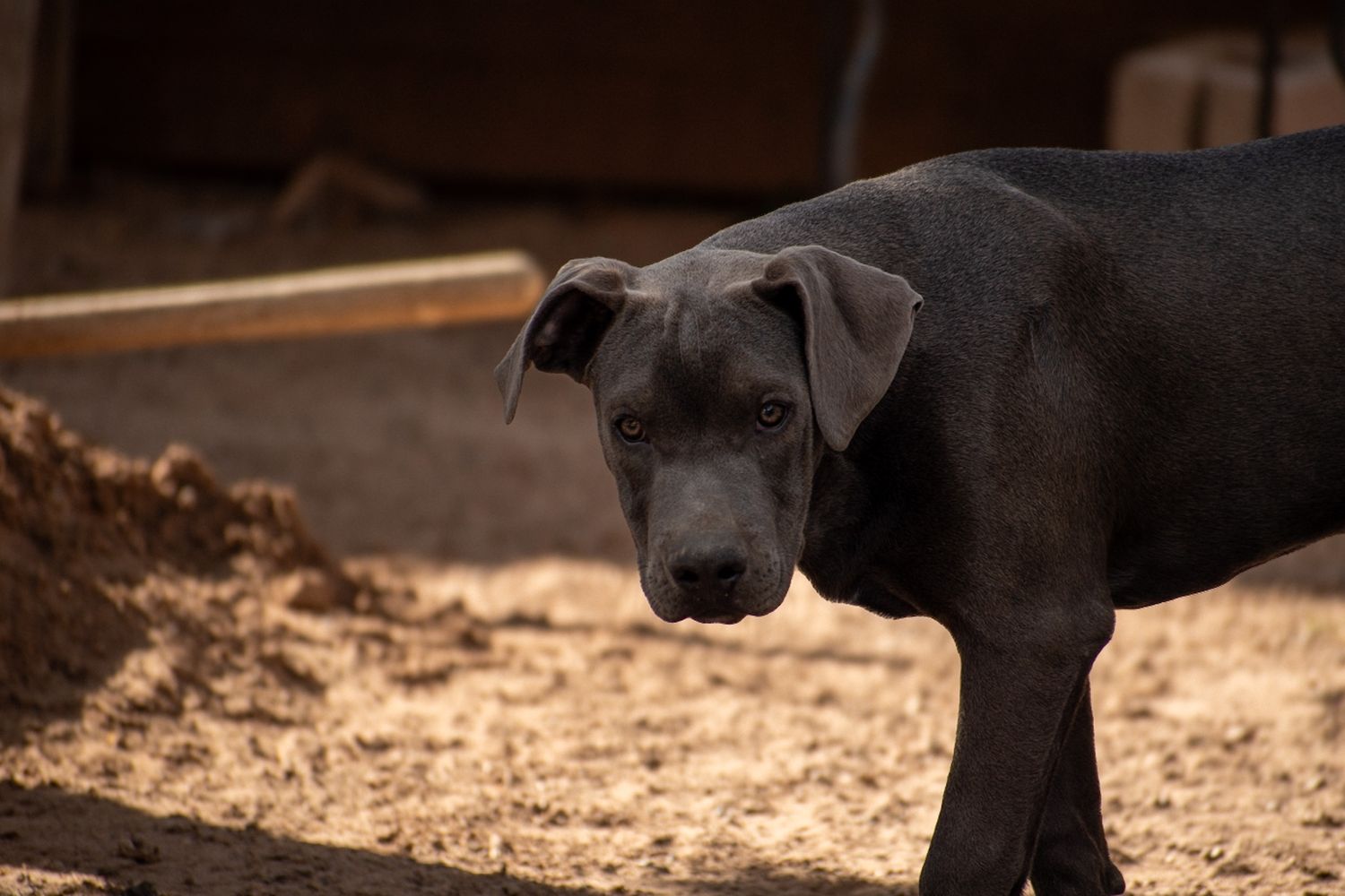 Black puppy looking directly at camera with earnest expression.