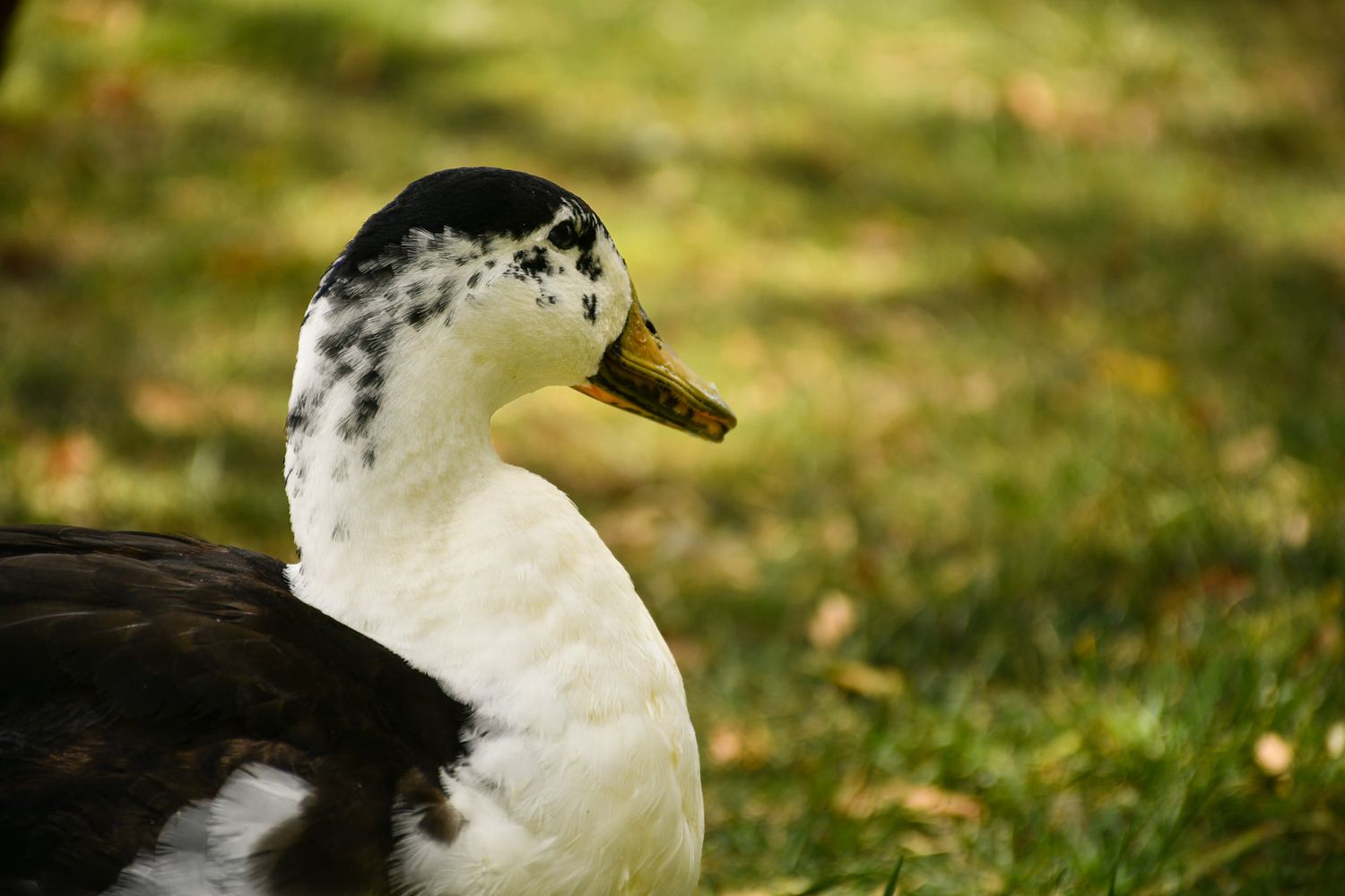 Close-up of a large albatross bird with distinctive curved yellow beak against a blurred natural background.