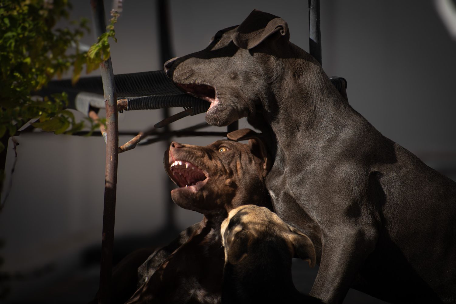 Silhouette of dogs playing and running together in low light conditions.