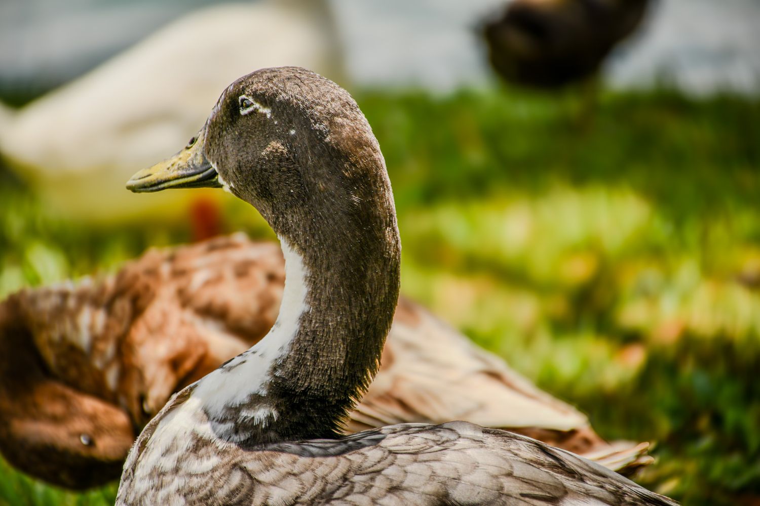 Close-up of a brown duck's head and neck against green background.