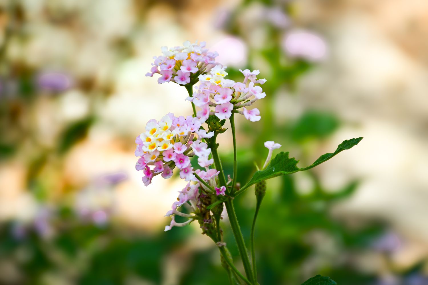 Close-up of delicate purple and white wildflowers blooming in a garden setting.