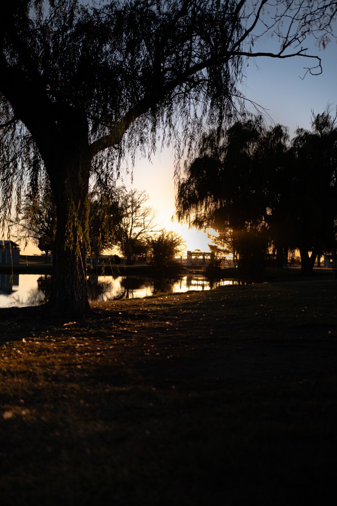 Silhouettes of willow trees against a dramatic sunset over a lake.
