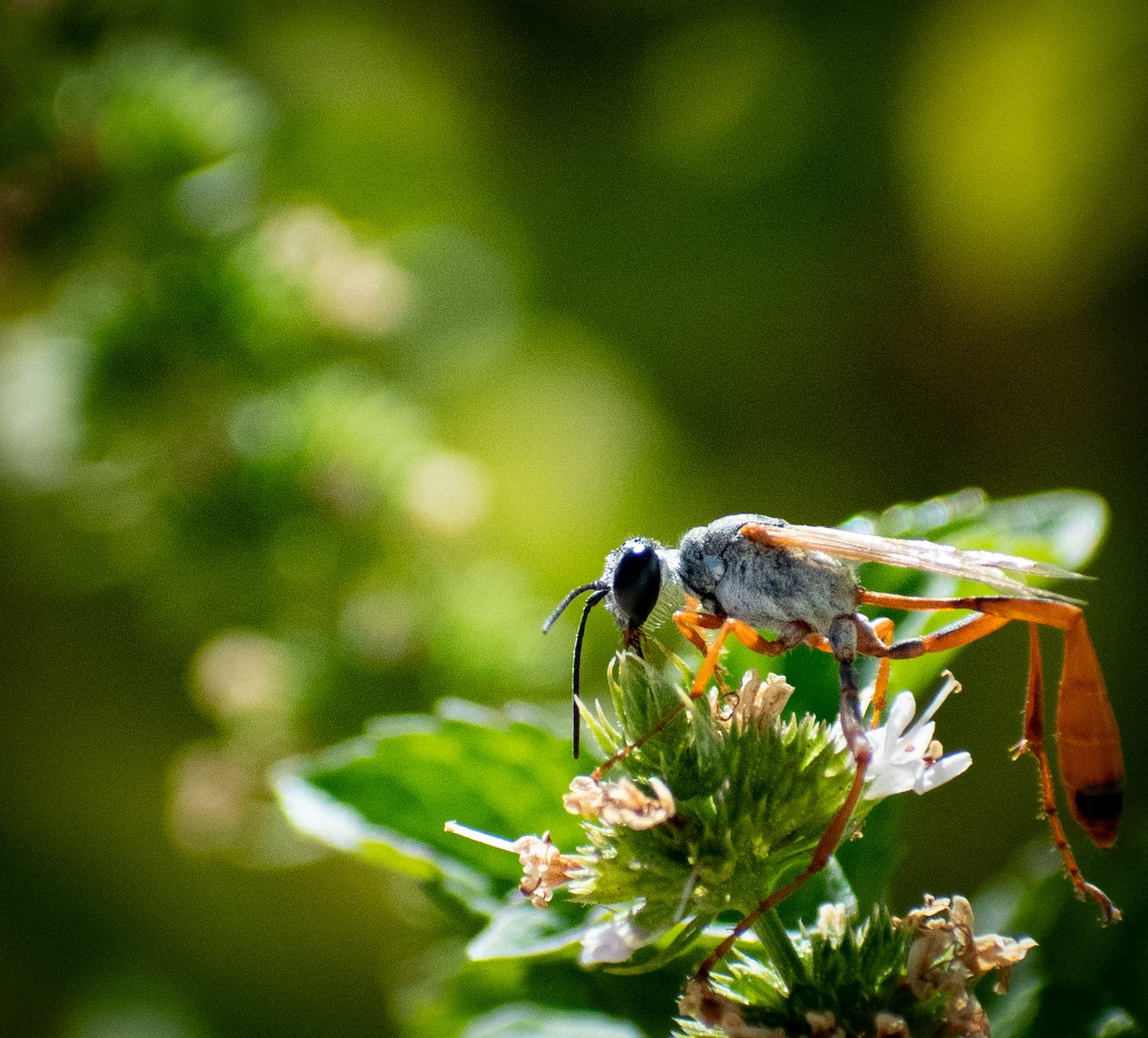 Macro photography of insects and small creatures on delicate white flowers with green bokeh background.
