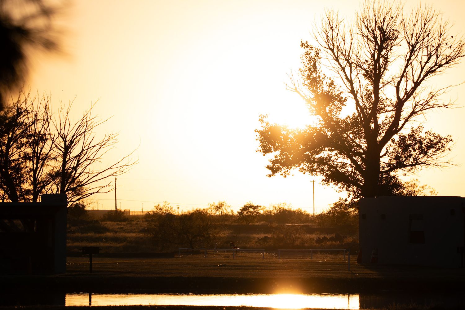 Silhouettes of trees against a golden sunset sky creating a dramatic panoramic landscape.