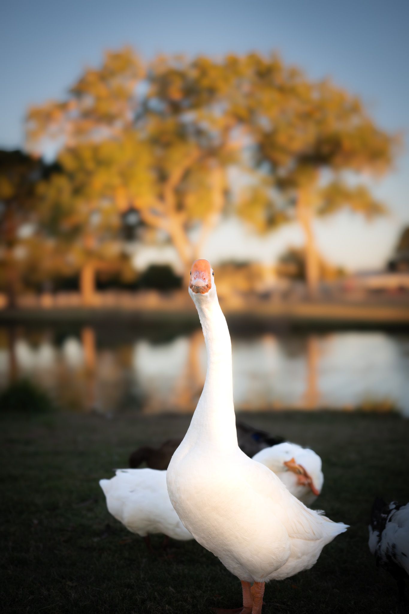 White goose standing on grass near a pond during golden hour.